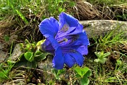 15 Genziana di Koch (Gentiana kochiana)